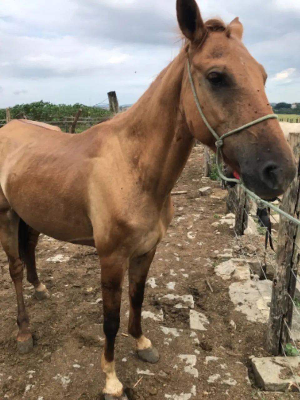 Vendo égua baía marcha picada mangalarga  - Foto 5