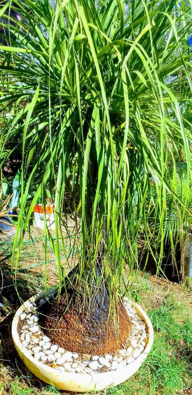 Planta - Foto 3