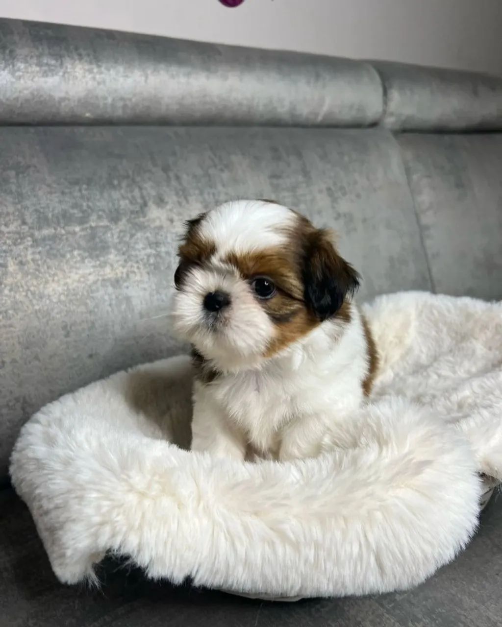 Shih Tzu com muito amor para dar - Foto 2