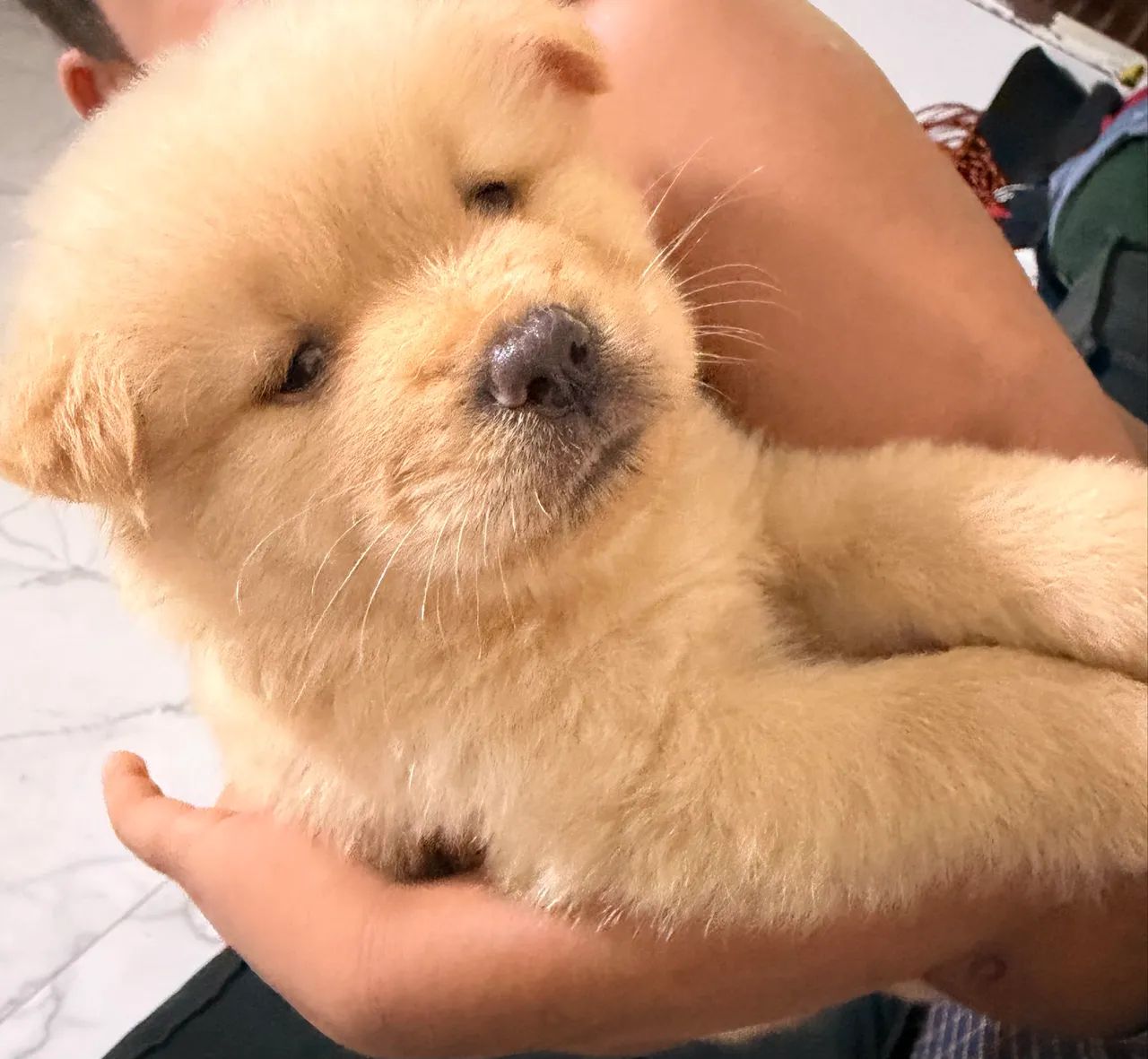  Filhote de chow chow 