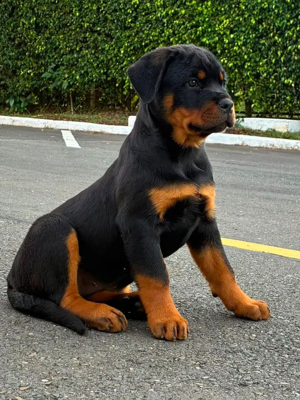 Rottweiler 