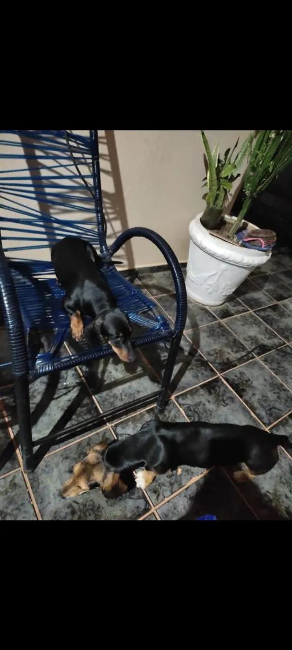 Salsichas 