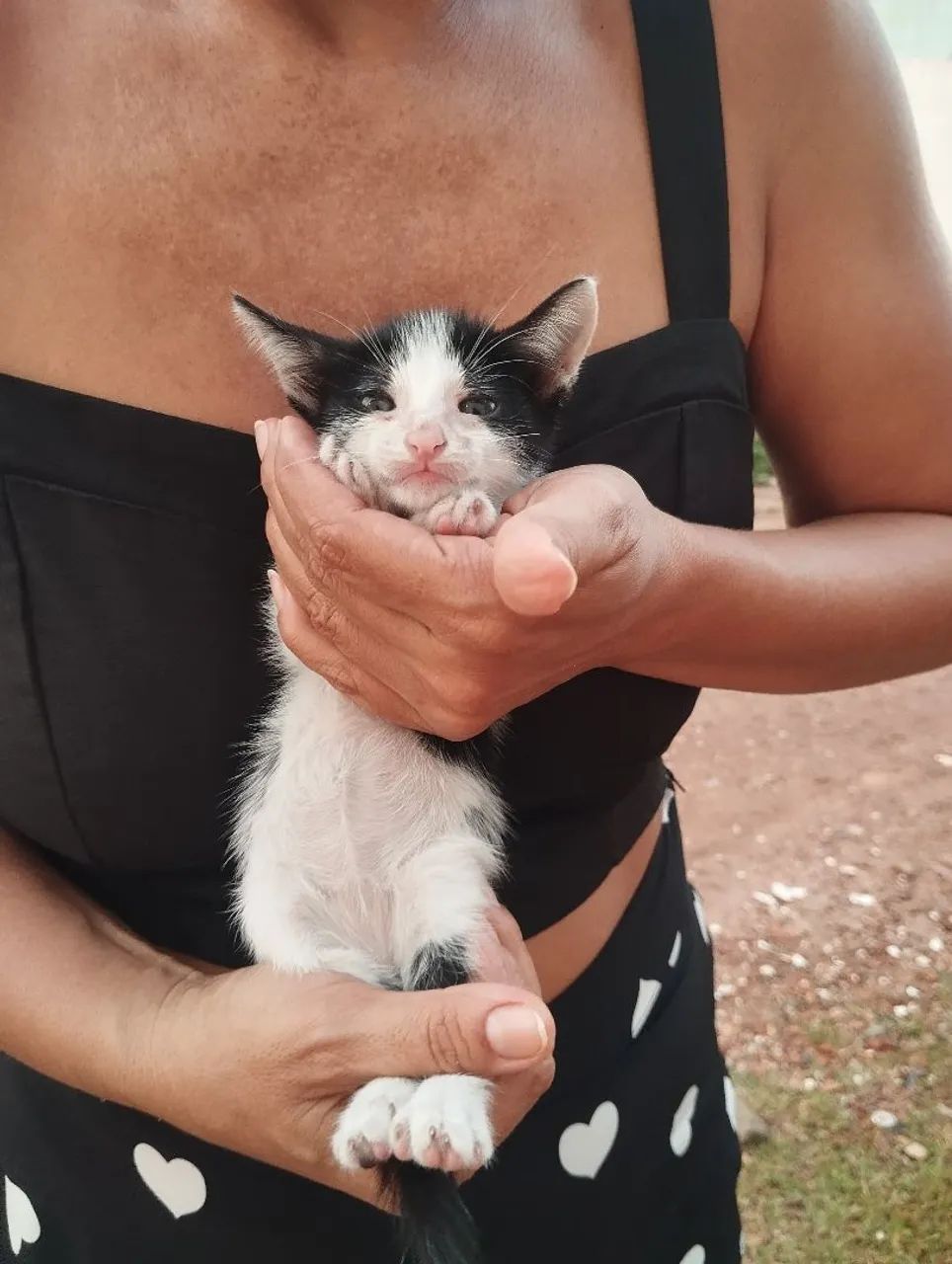 Doação GATO