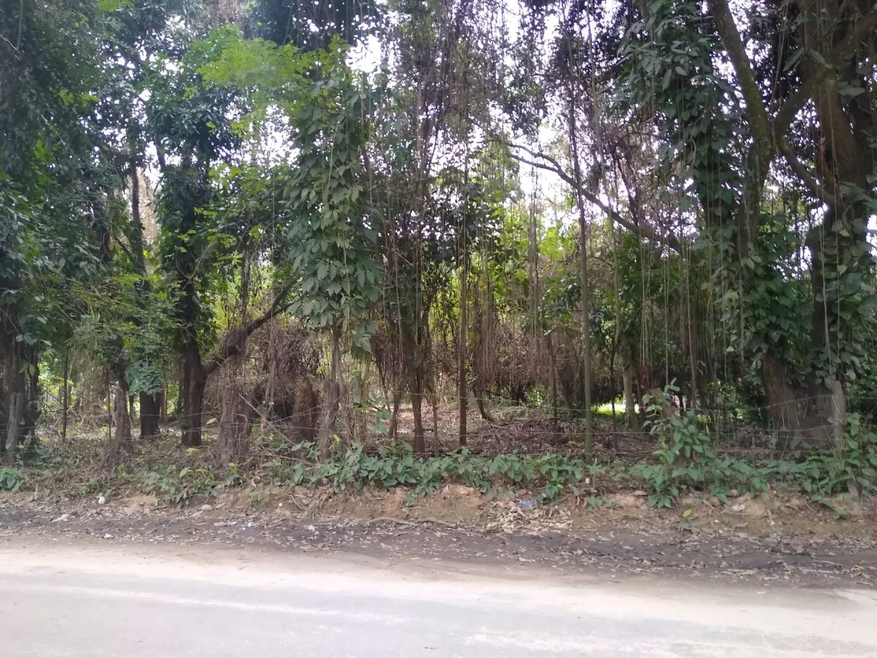 Terreno Comercial Plano com 3.000 m² no Rio da Prata - Foto 5