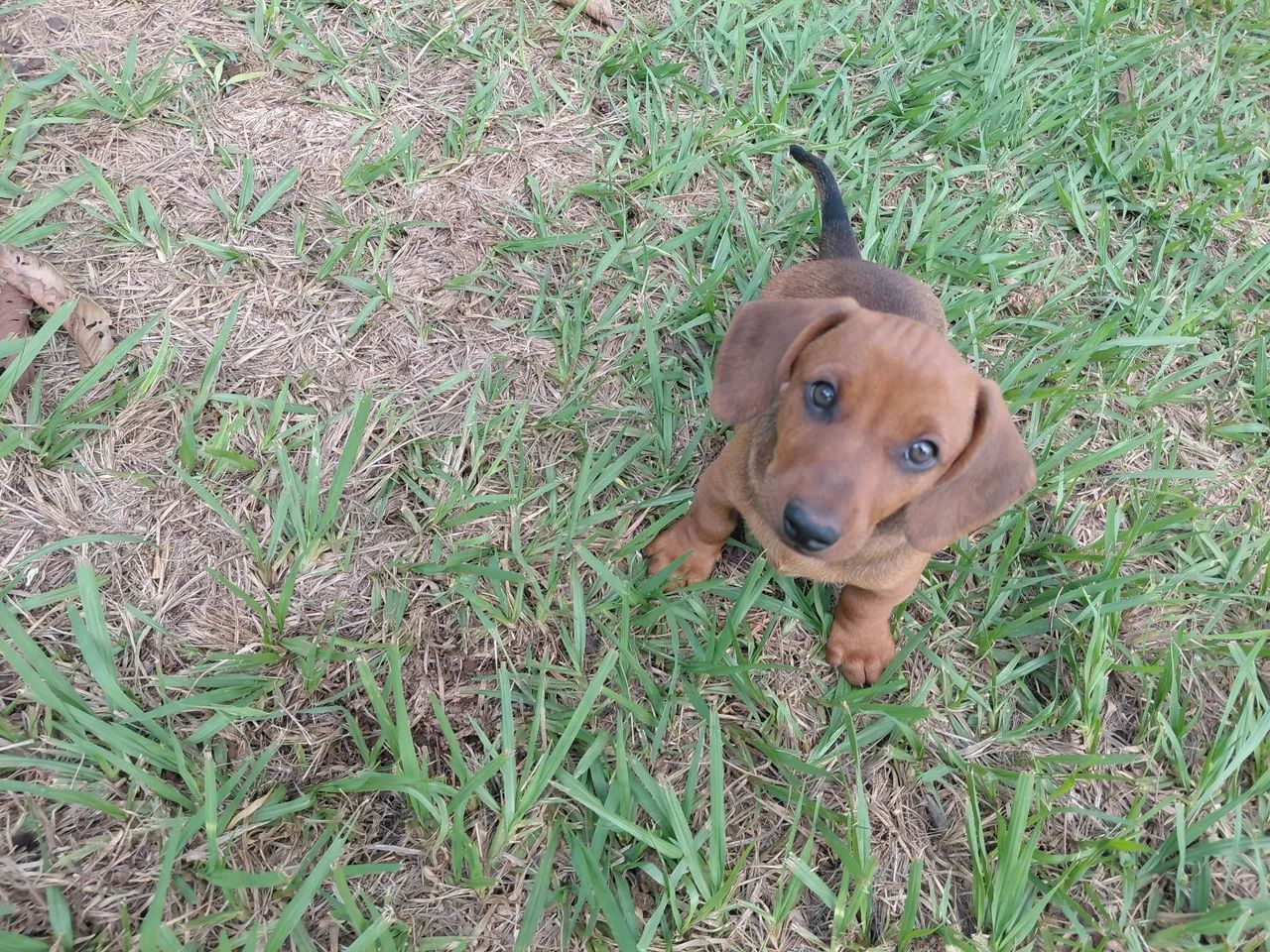 Lindo Filhote Macho de Dachshund(Basset) o Famoso Salsichinha disponível. - Foto 4