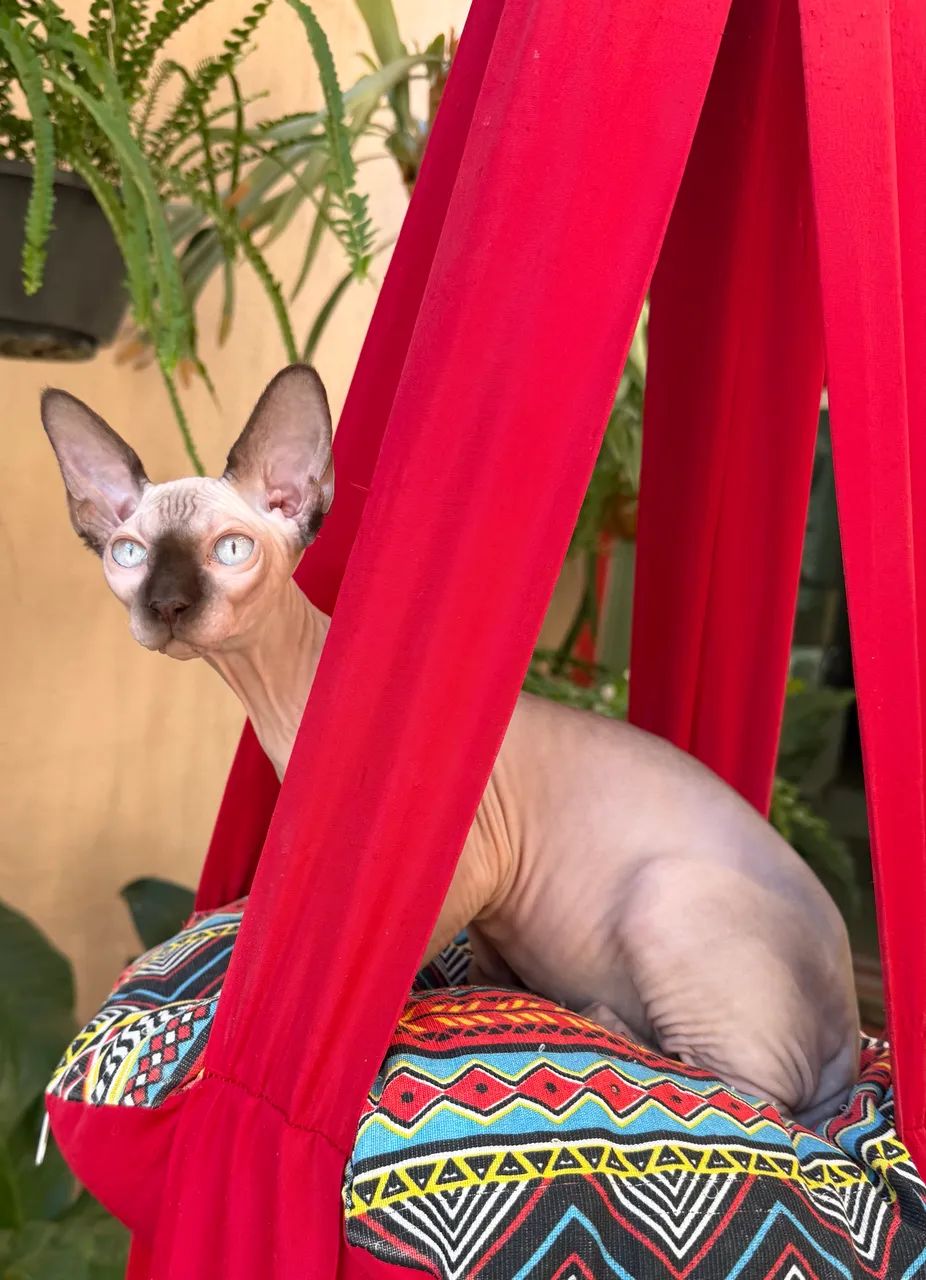 Filhotes Sphynx Fêmeas  - Foto 5