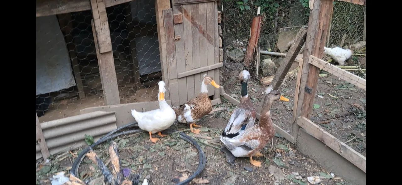 Marreco de pompom. - Foto 2