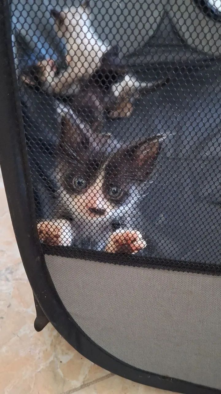 GATINHO PARA DOAÇÃO  - Foto 5