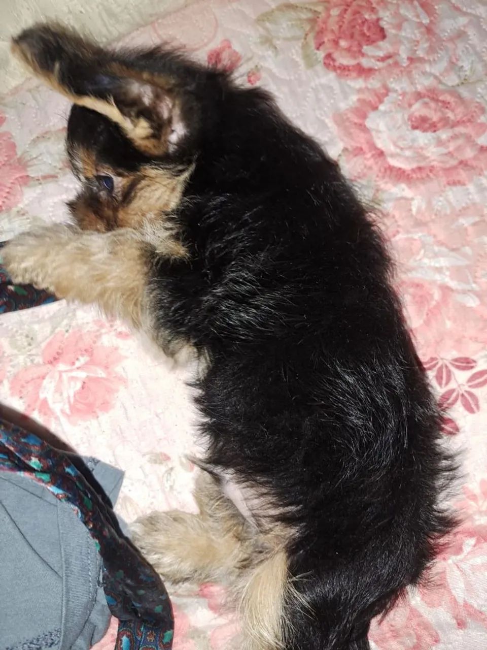 Filhote yorkshire  - Foto 4