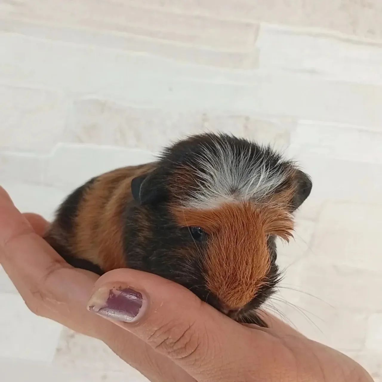 Porquinho da índia  - Foto 4