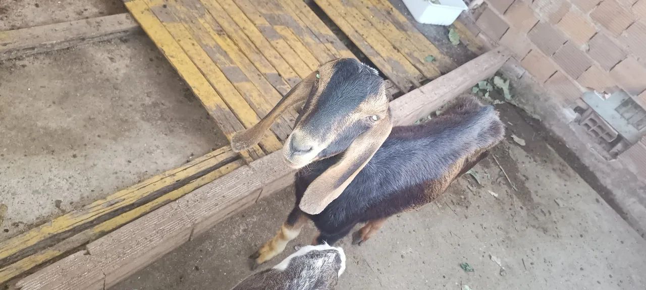 Vende se Cabra, marran e cabrito - Foto 3