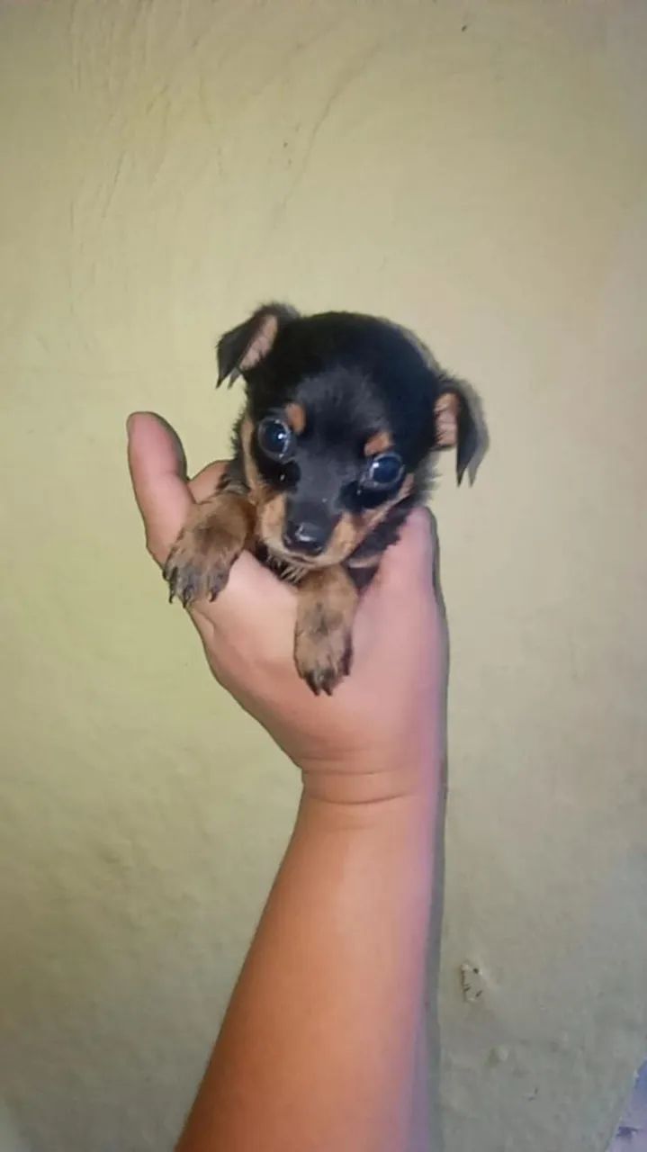 Casal de pinscher zerinho( original. 