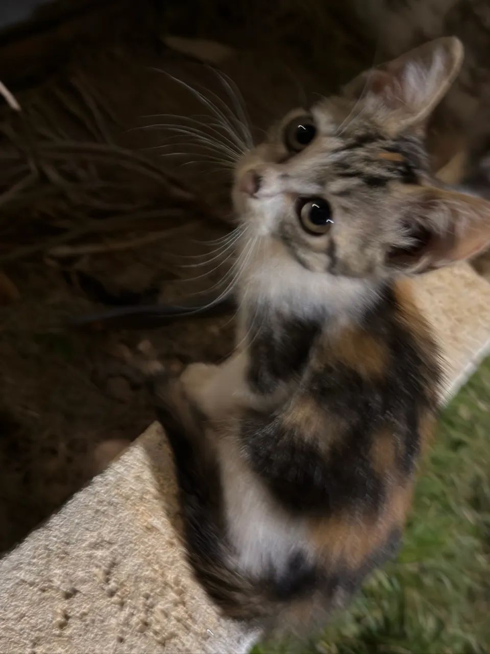 Doação  - Foto 4