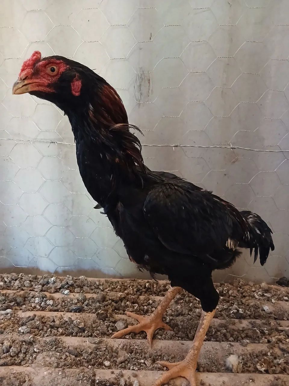 Frango - Foto 2