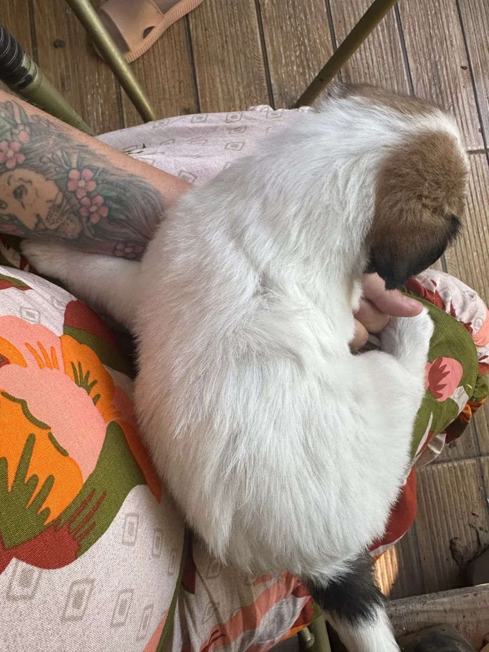 Cachorro Shitzu - Foto 2