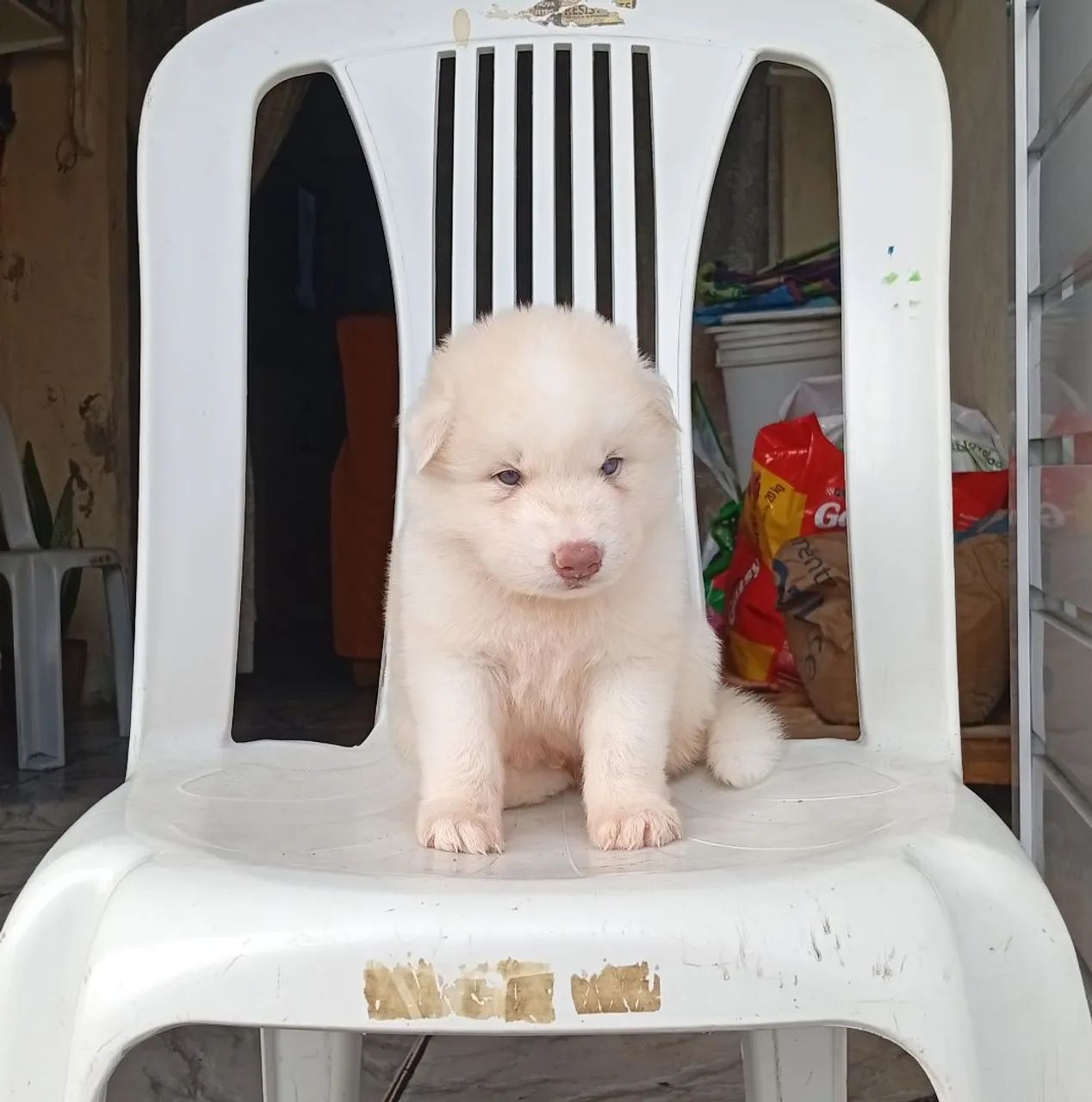 Husky siberiano  - Foto 3