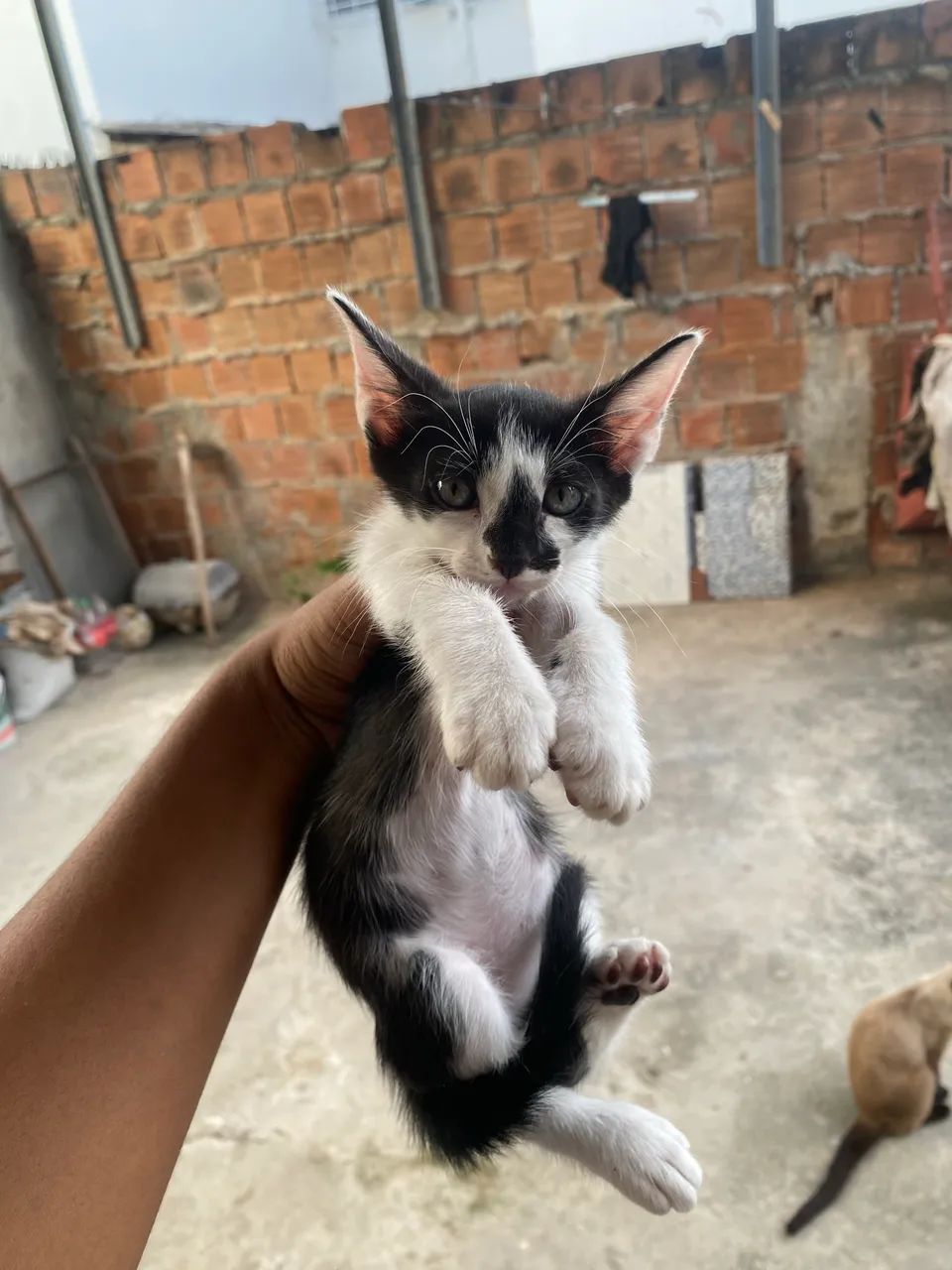 Gatinhos Para Doar  - Foto 2