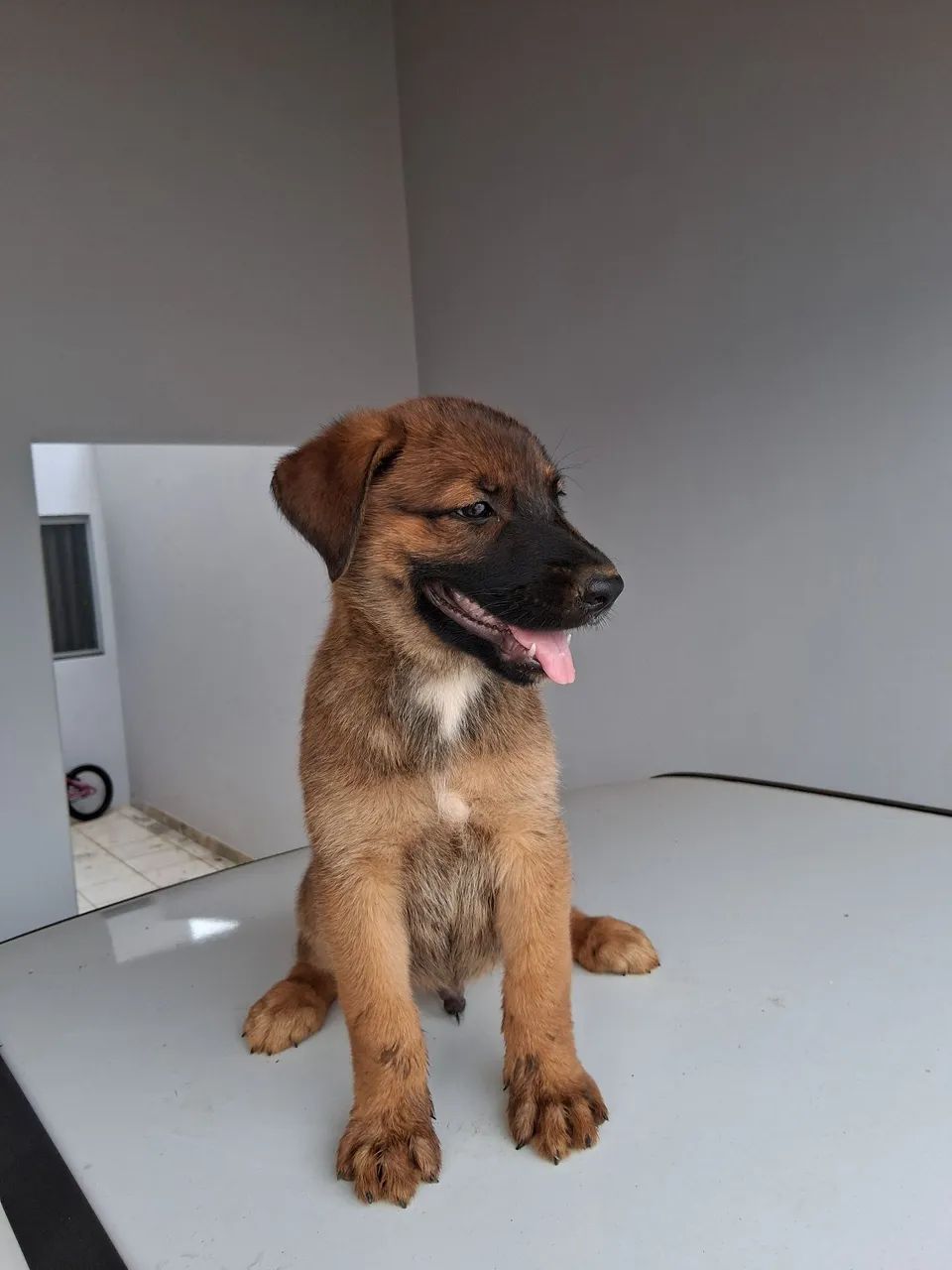 Vendo Filhote de Pastor MALINOIS 
