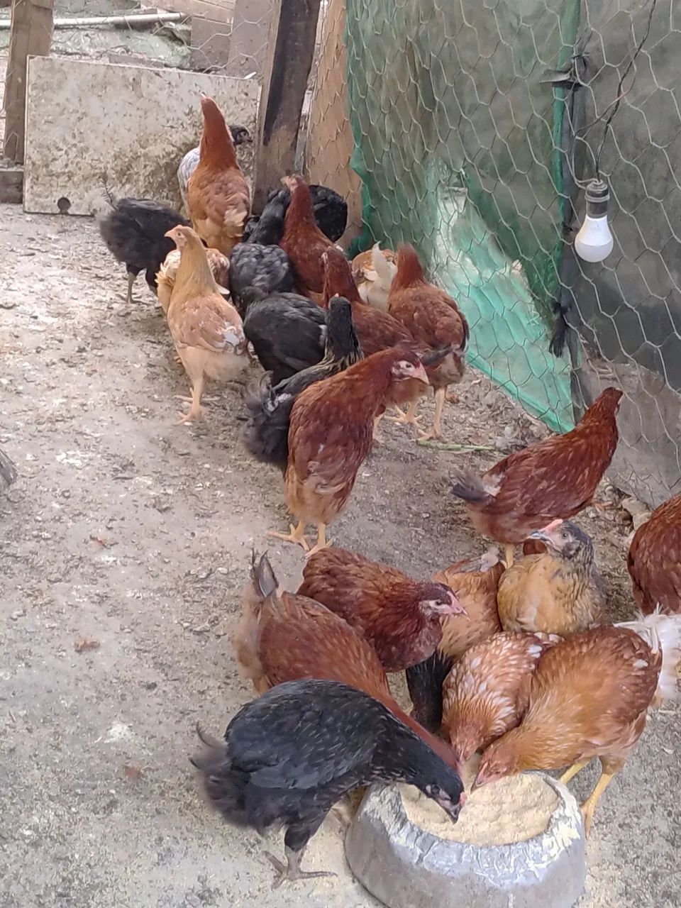 Frangas embrapas e PCG