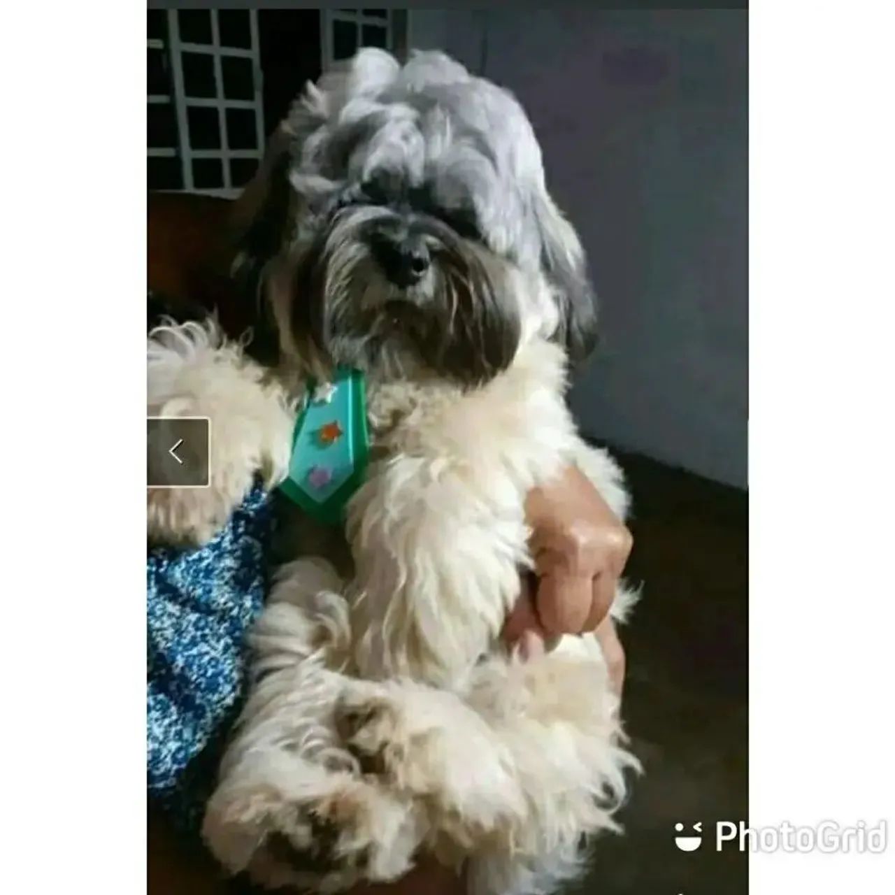 Filhote macho de lhasa apso  - Foto 5