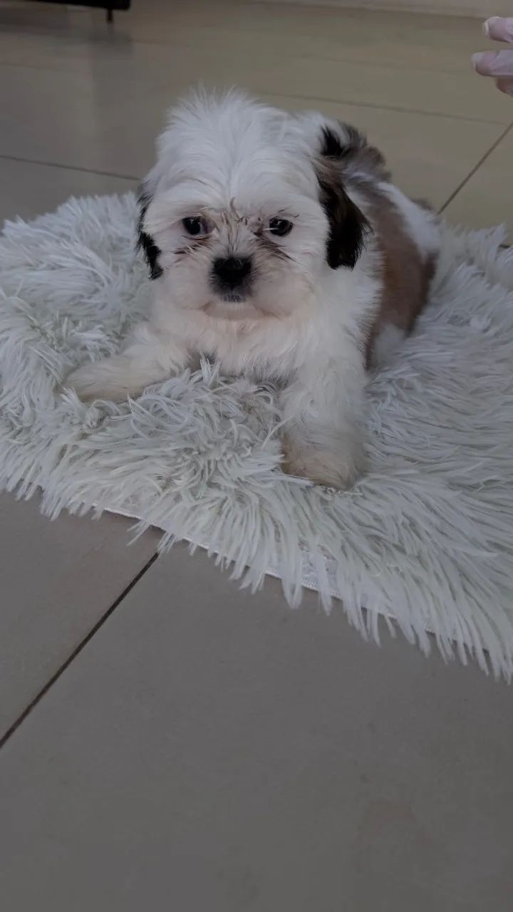 Shitzu Puro - Foto 5