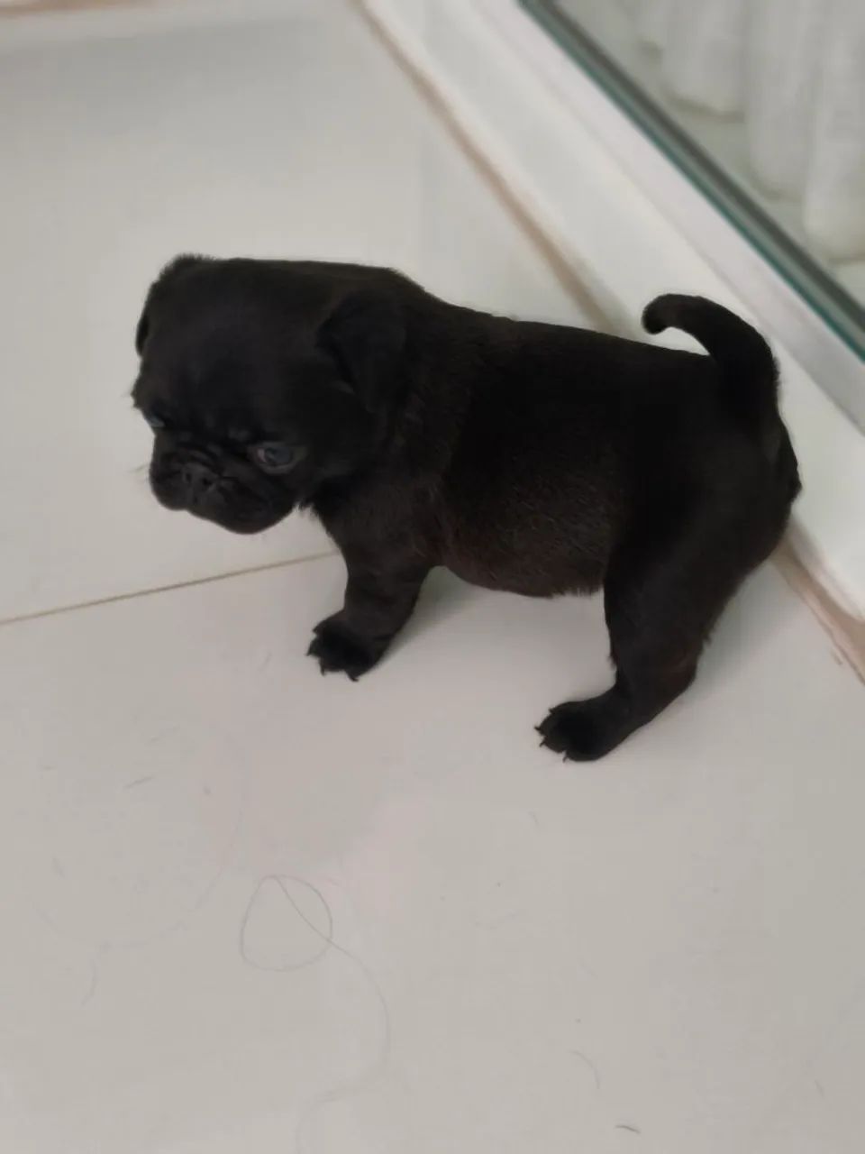 Lindos filhotes de Pug  - Foto 5