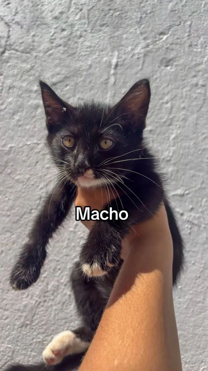 Adoção de gatinhos  - Foto 5