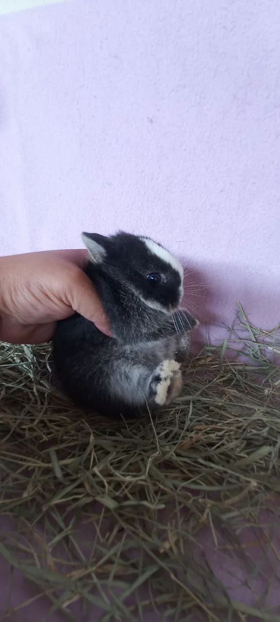 Netherland Dwarf  - Foto 2