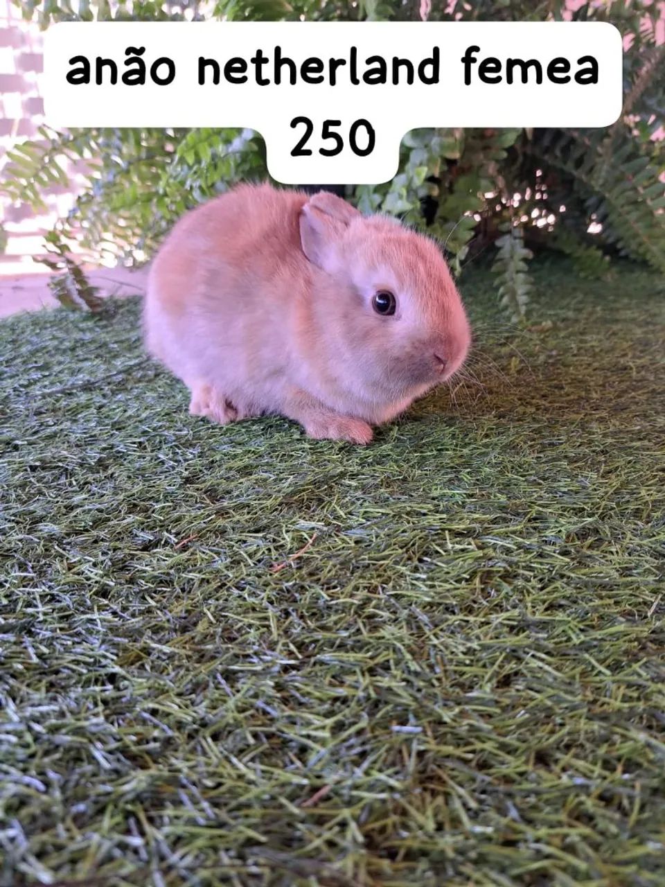 mini coelhos diversas cores e raças disponíveis  - Foto 5
