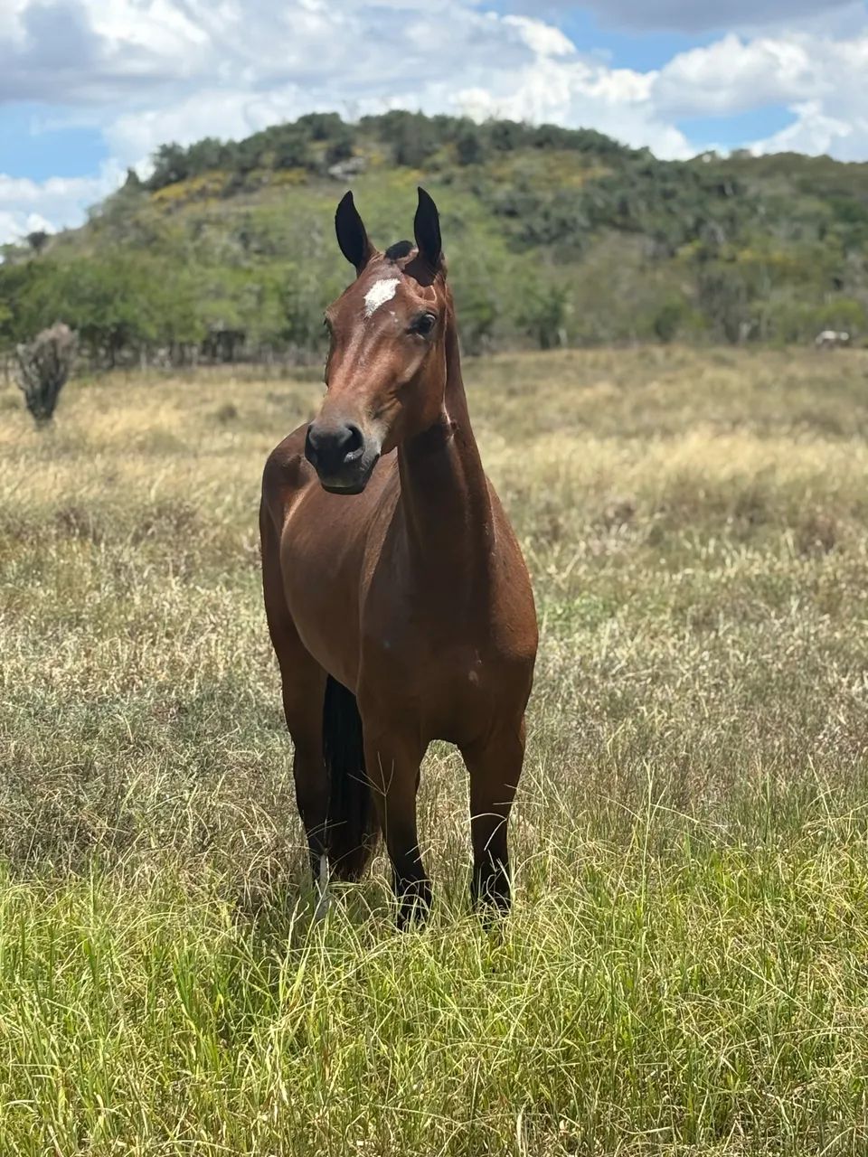 Égua mangalarga marchador  - Foto 6