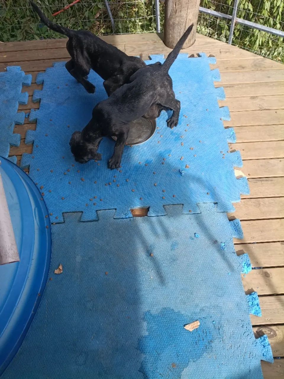 Cane corso  - Foto 2