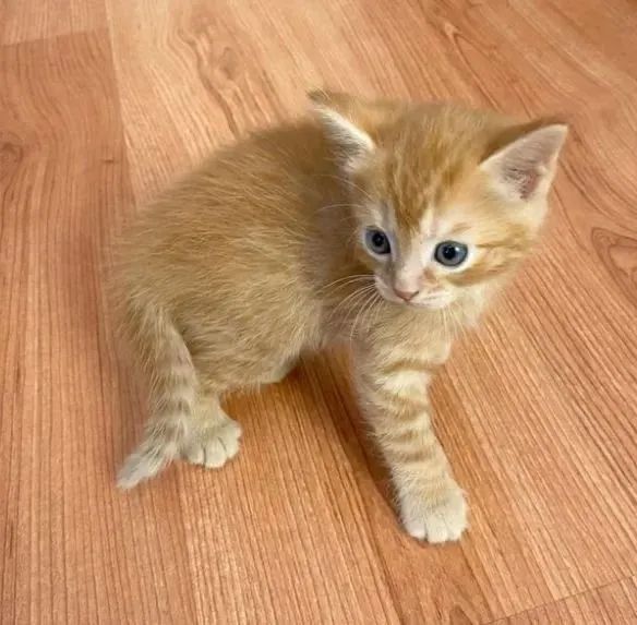 Gatinhos angora laranja disponível 