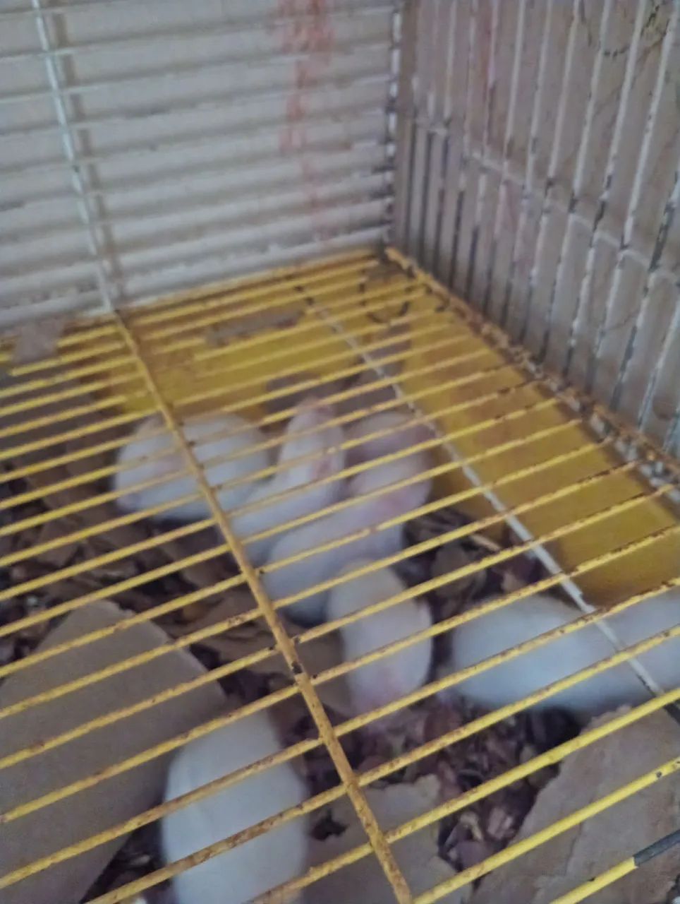 Hamster sírio  - Foto 3