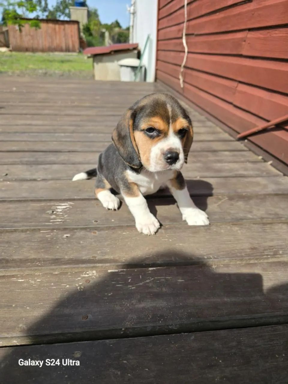 Beagle lidona