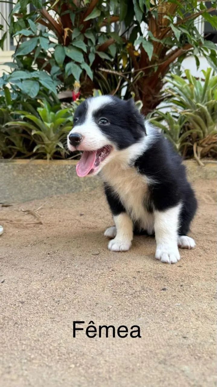 Border collie - Foto 2