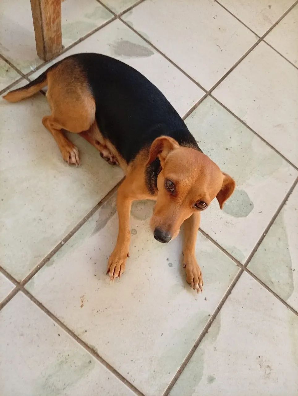 Cachorra - Foto 2