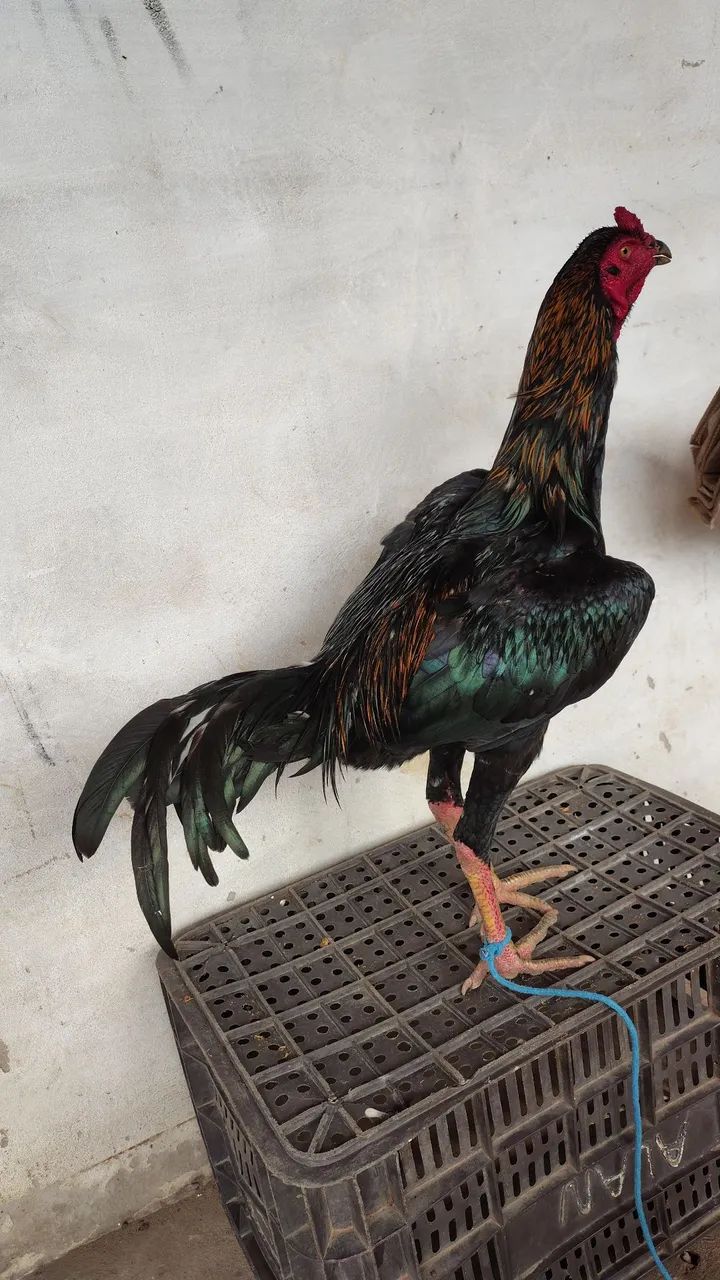 Vendo frango carioca  - Foto 4
