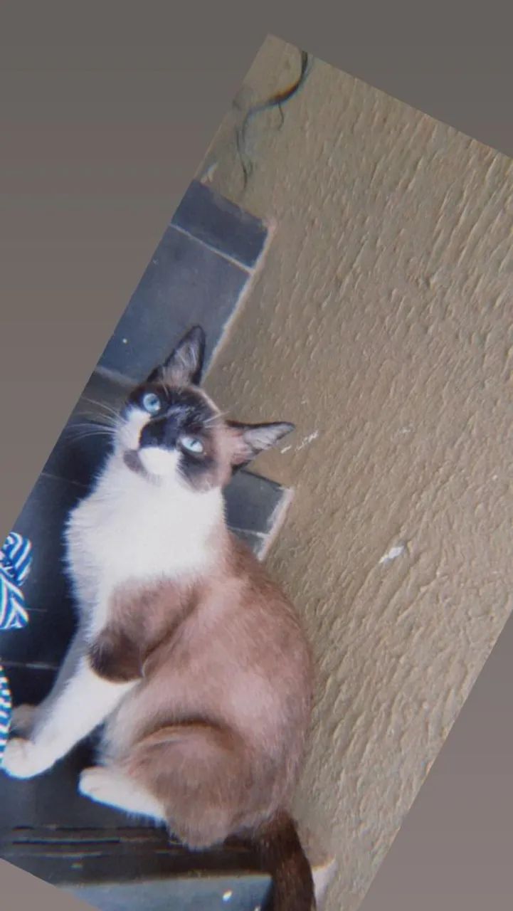 Gato  - Foto 2
