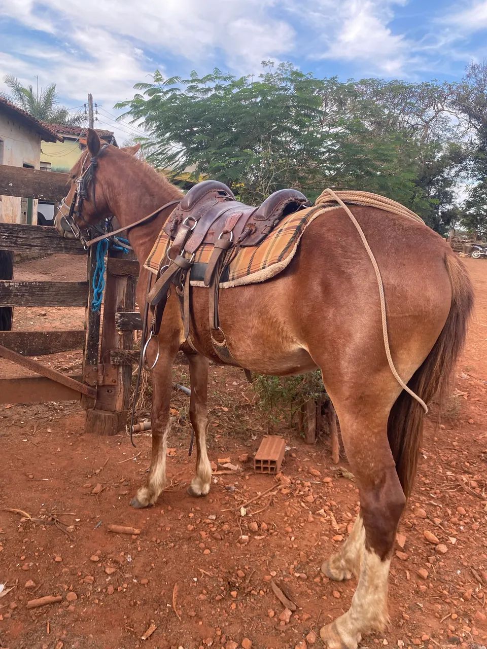 Potra a venda 