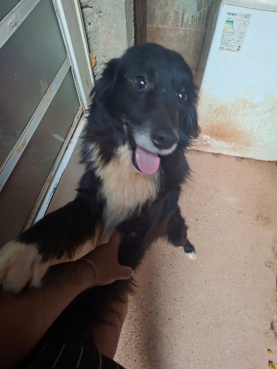 Adoção responsável 