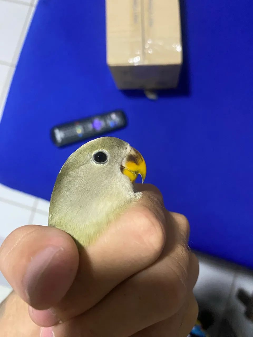 Agarponis pra vender 80$ - Foto 2