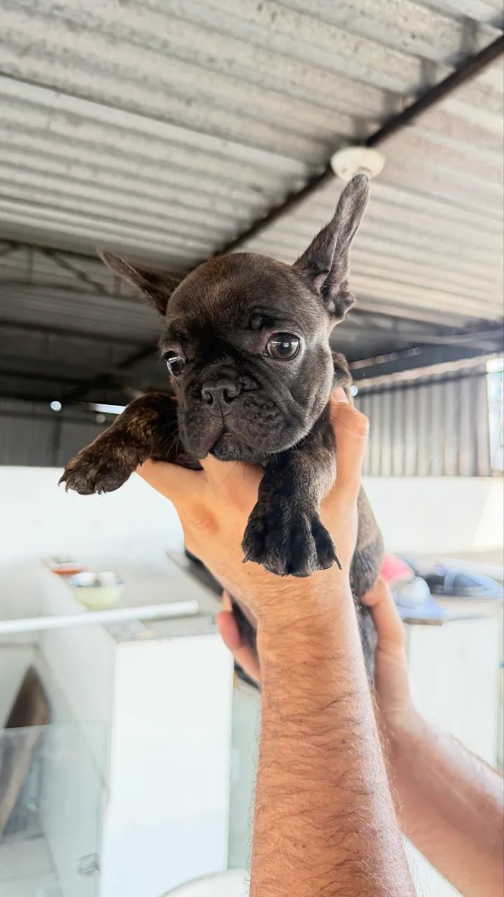 Buldogue  - Foto 2