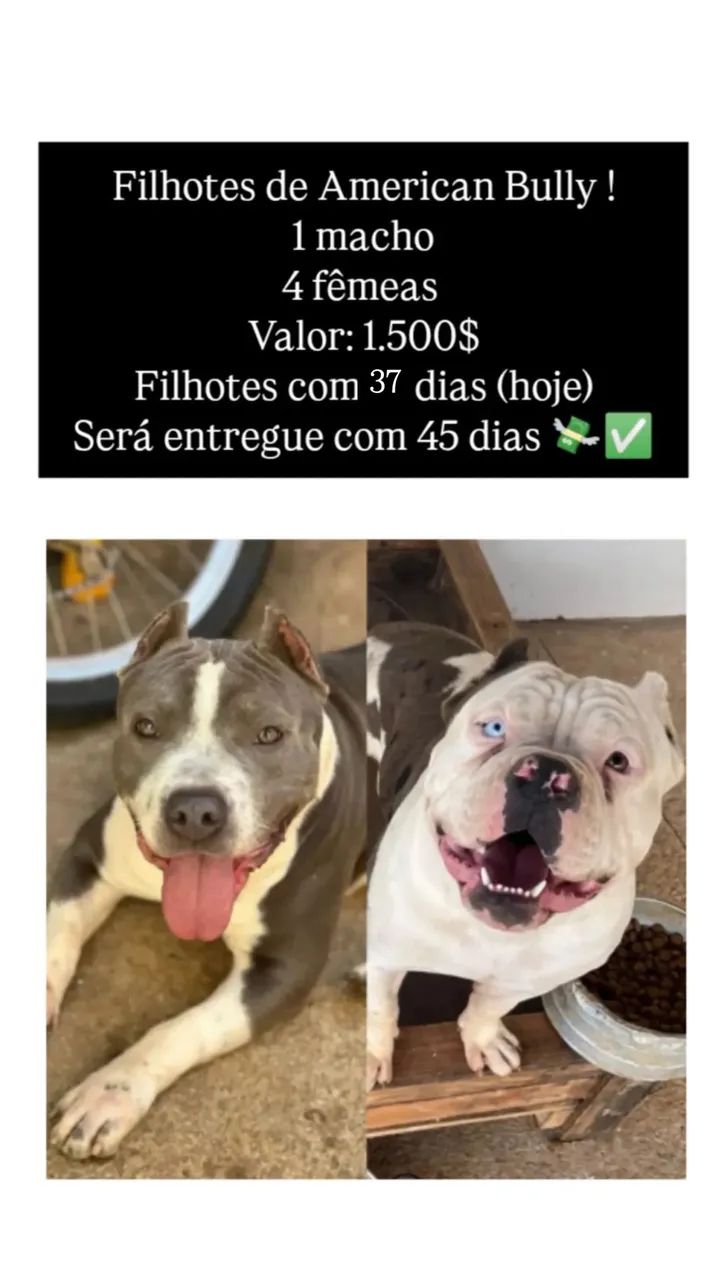 American bully standart  - Foto 3