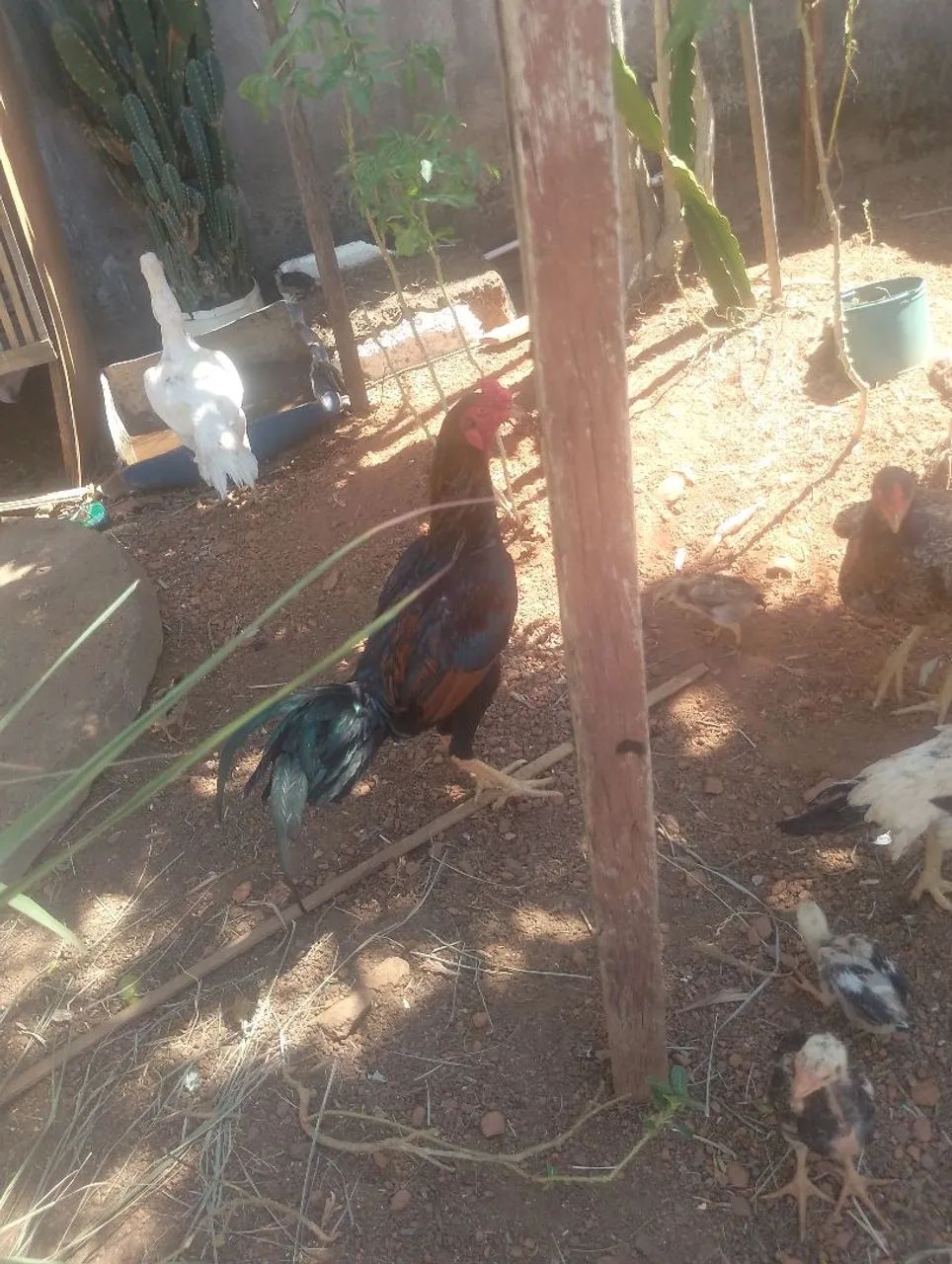 Frango indio - Foto 2