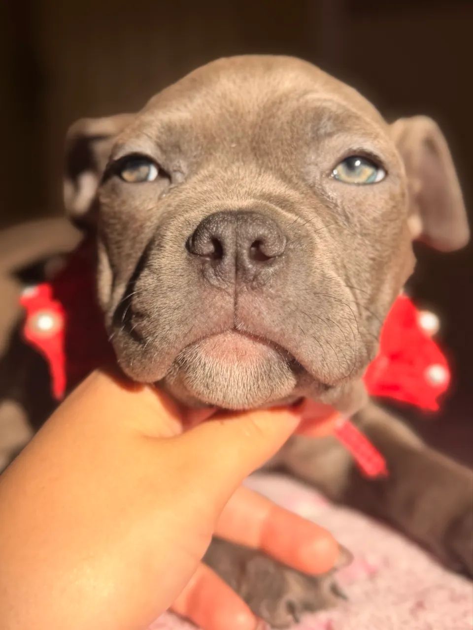 American bully - Cinza disponível  - Foto 2
