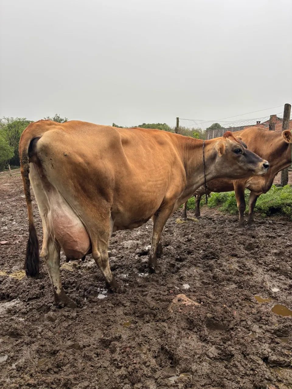 Vaca de leite  - Foto 2