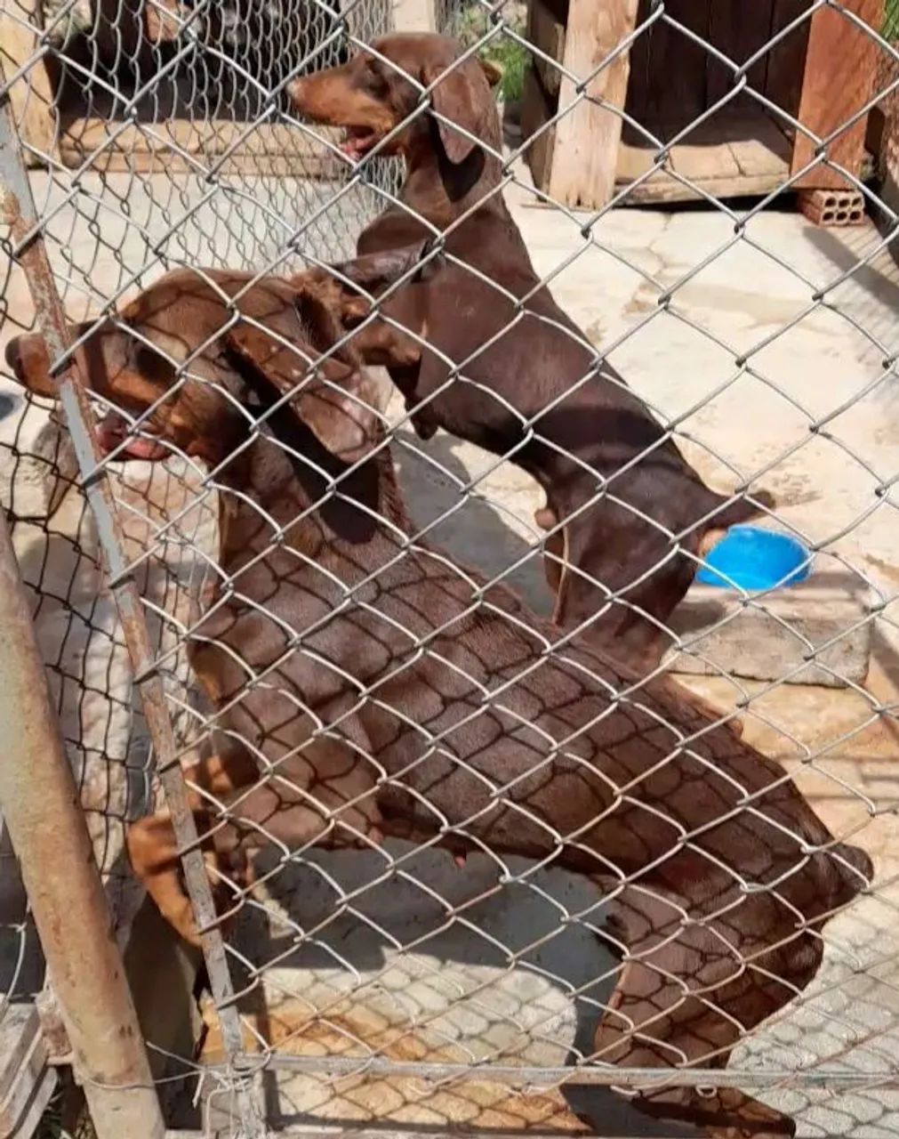Filhotes de Dobermann  - Foto 2