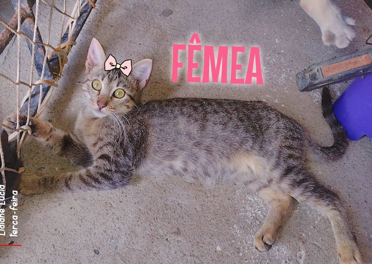 Gatinhas - Foto 2