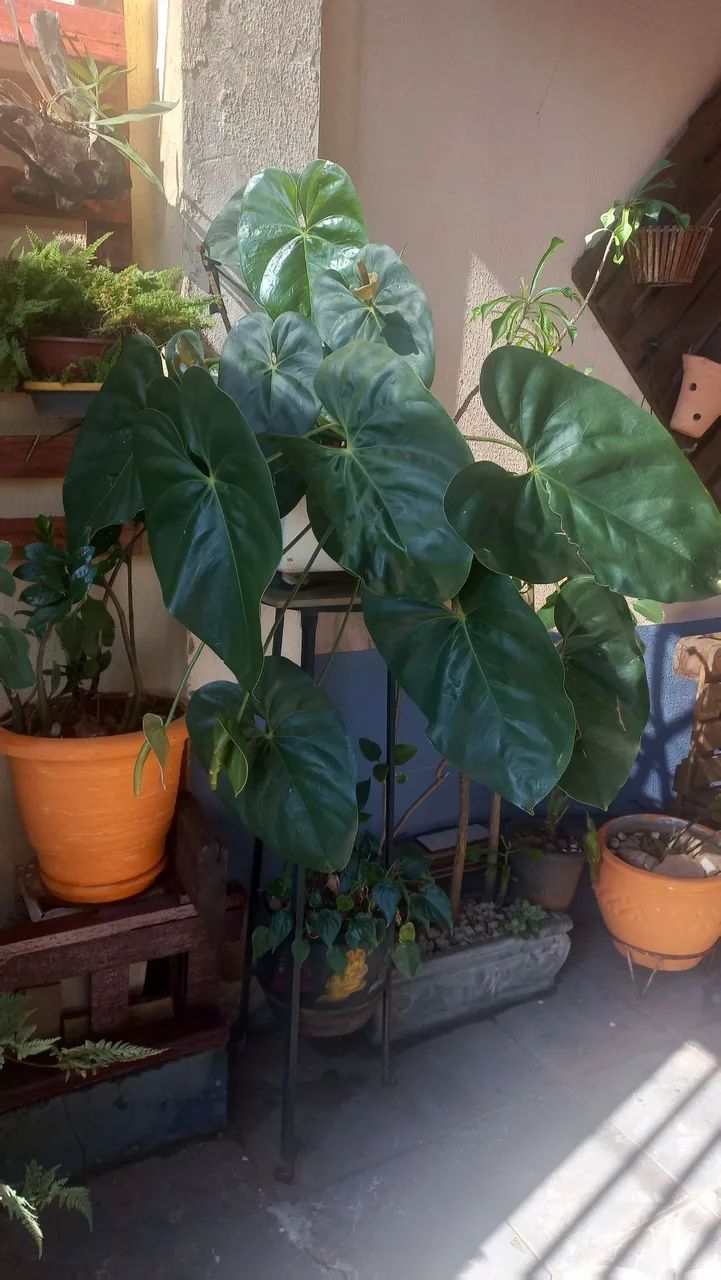 Plantas  - Foto 2