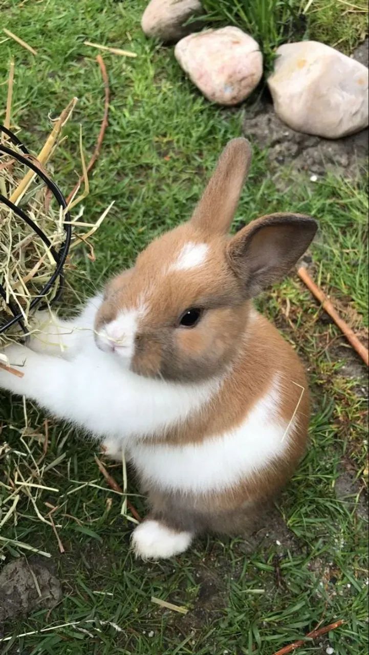 Estou doando este animais - Foto 6